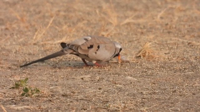 תורית זנבנית - ML626860876