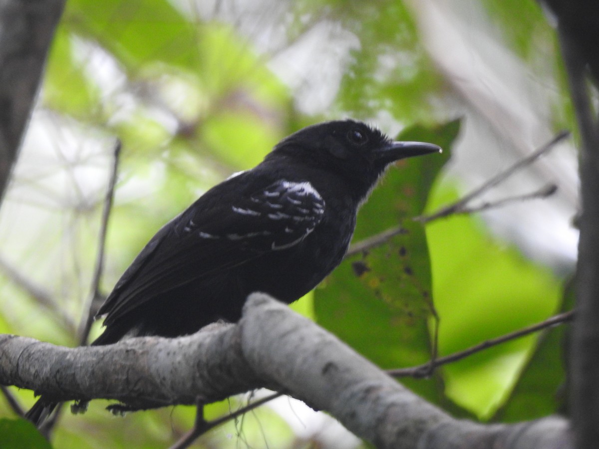 Bananal Antbird - ML626861020
