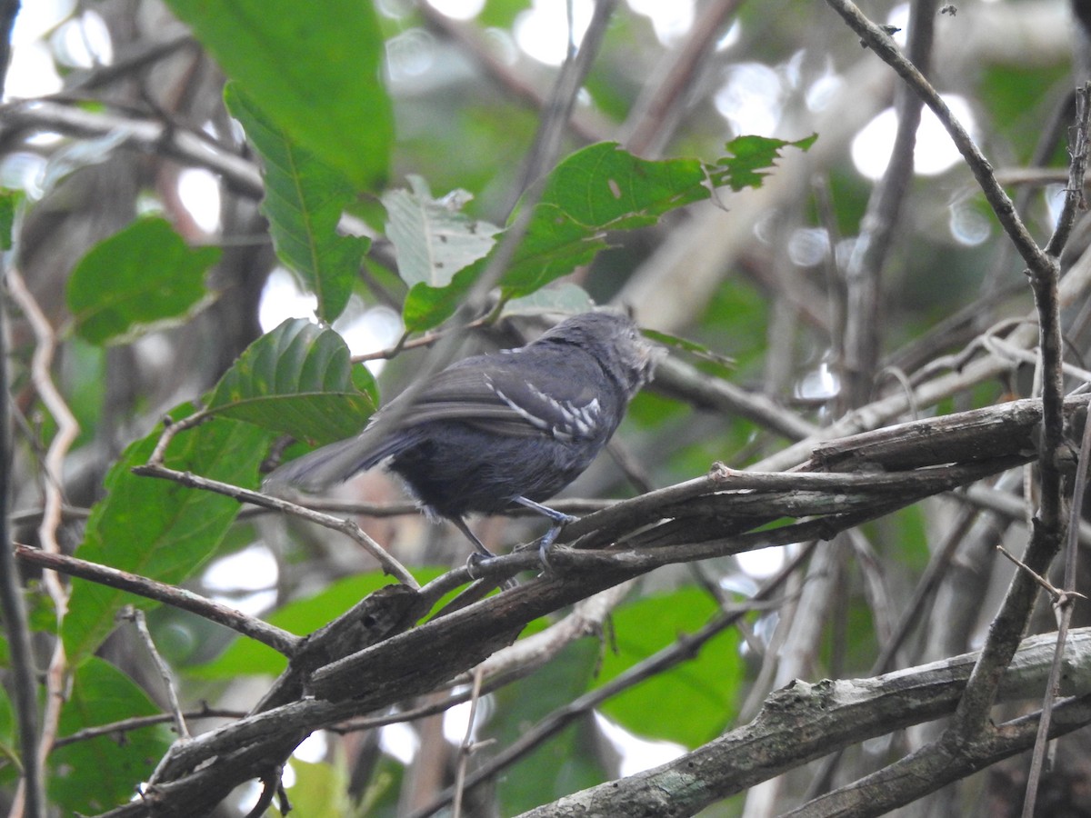 Bananal Antbird - ML626861021