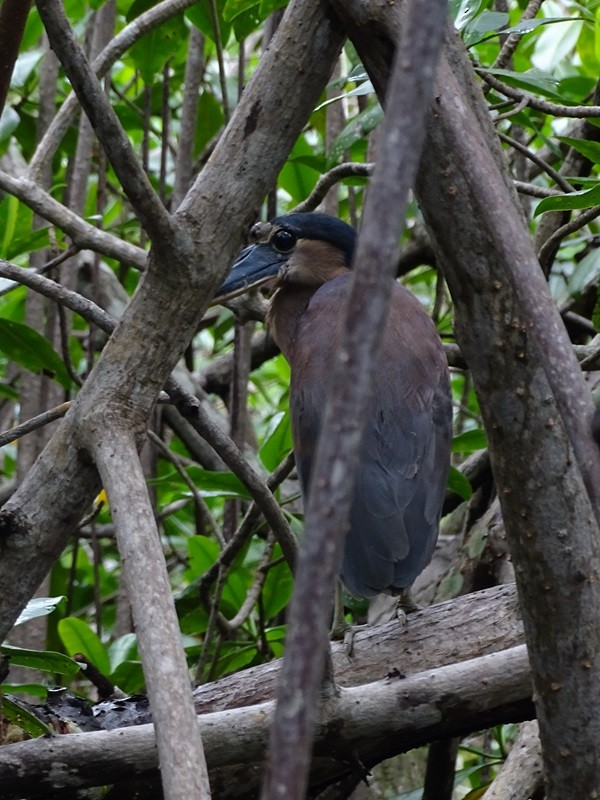 Boat-billed Heron - ML626861039
