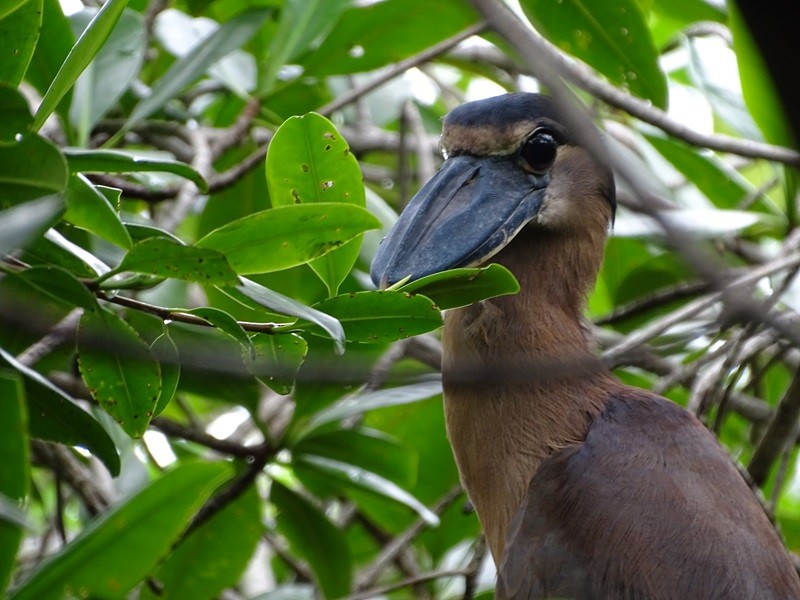 Boat-billed Heron - ML626861040