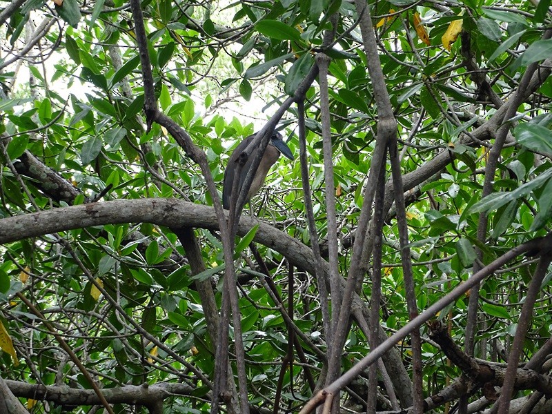Boat-billed Heron - ML626861041