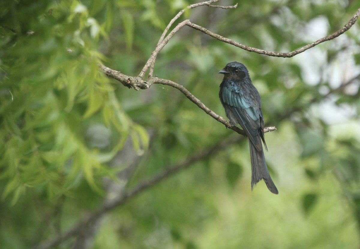 Bronzed Drongo - ML626861086