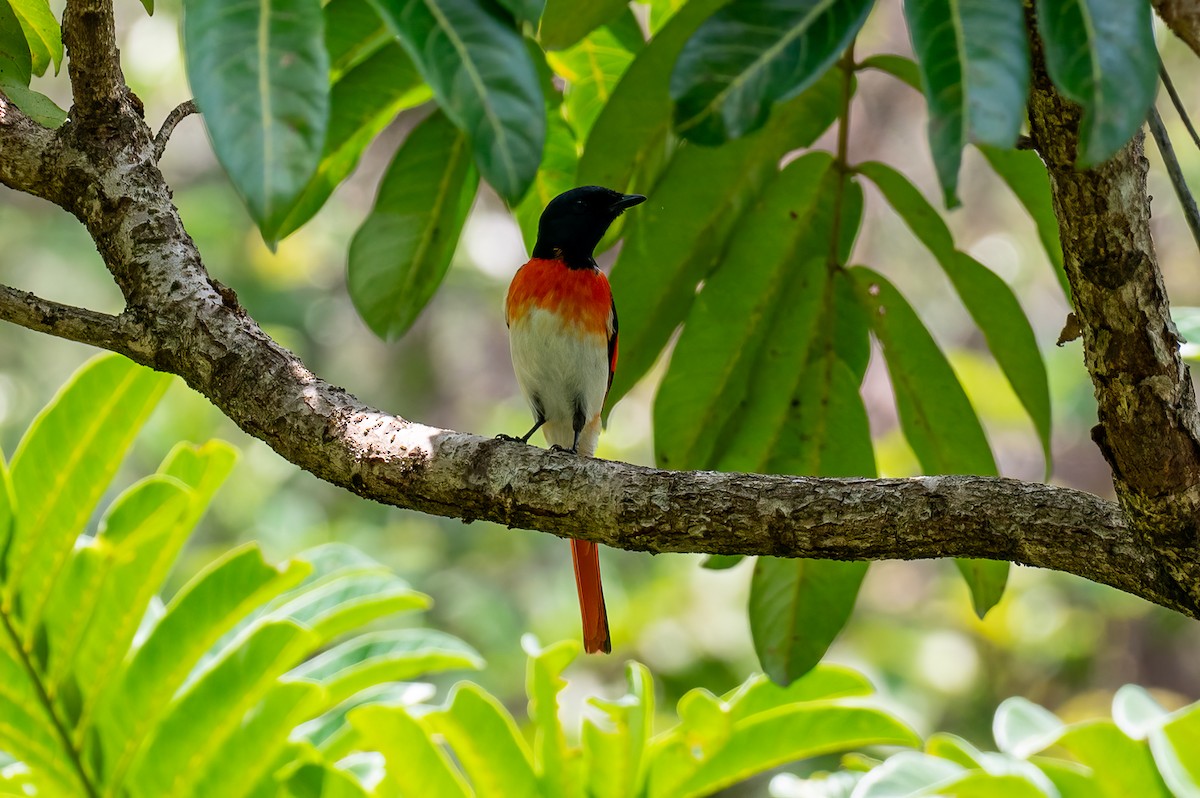 Flores Minivet - ML626861260