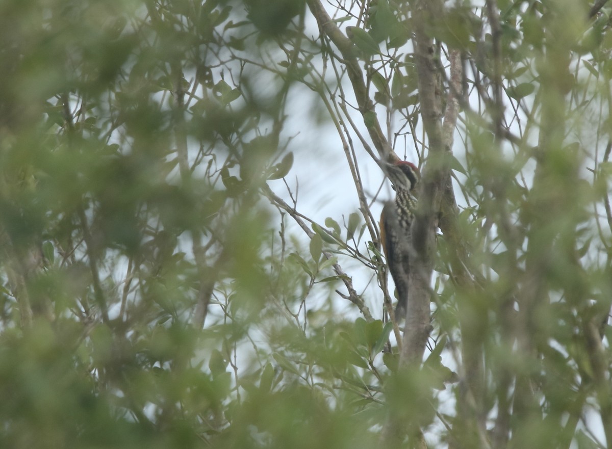 Greater Flameback - ML626861275