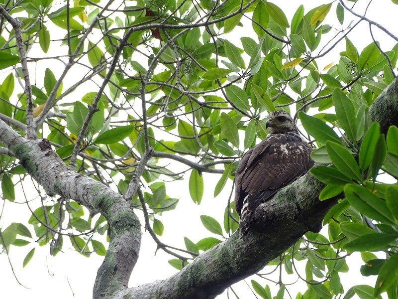 Common Black Hawk - ML626861395