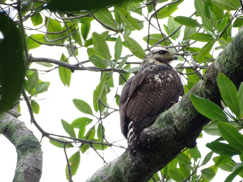 Common Black Hawk - ML626861396