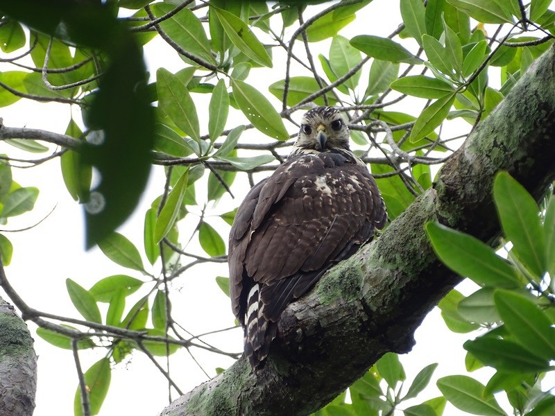 Common Black Hawk - ML626861397