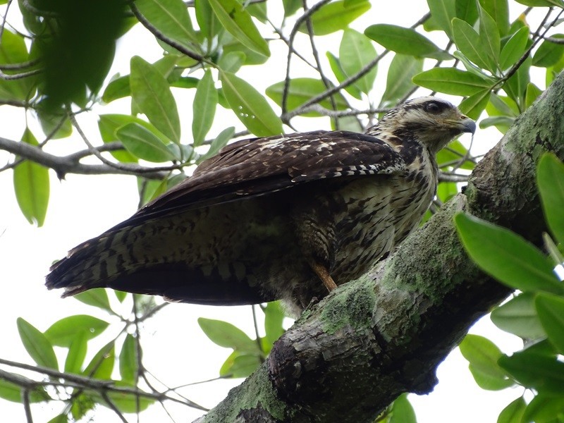 Common Black Hawk - ML626861398