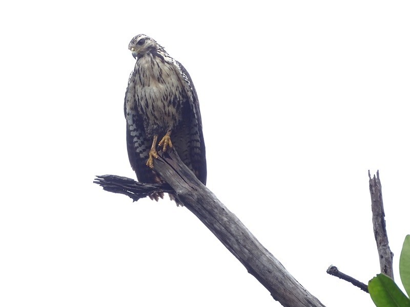 Common Black Hawk - ML626861399