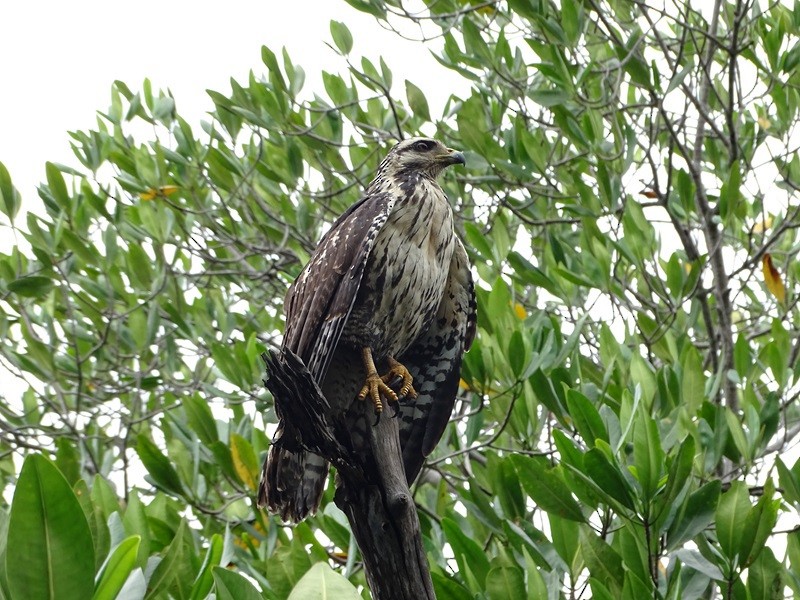 Common Black Hawk - ML626861400