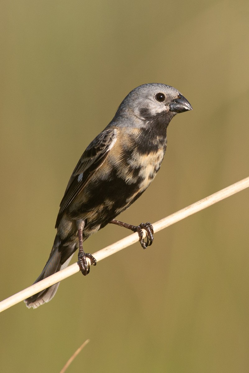 Black-bellied Seedeater - ML626861793