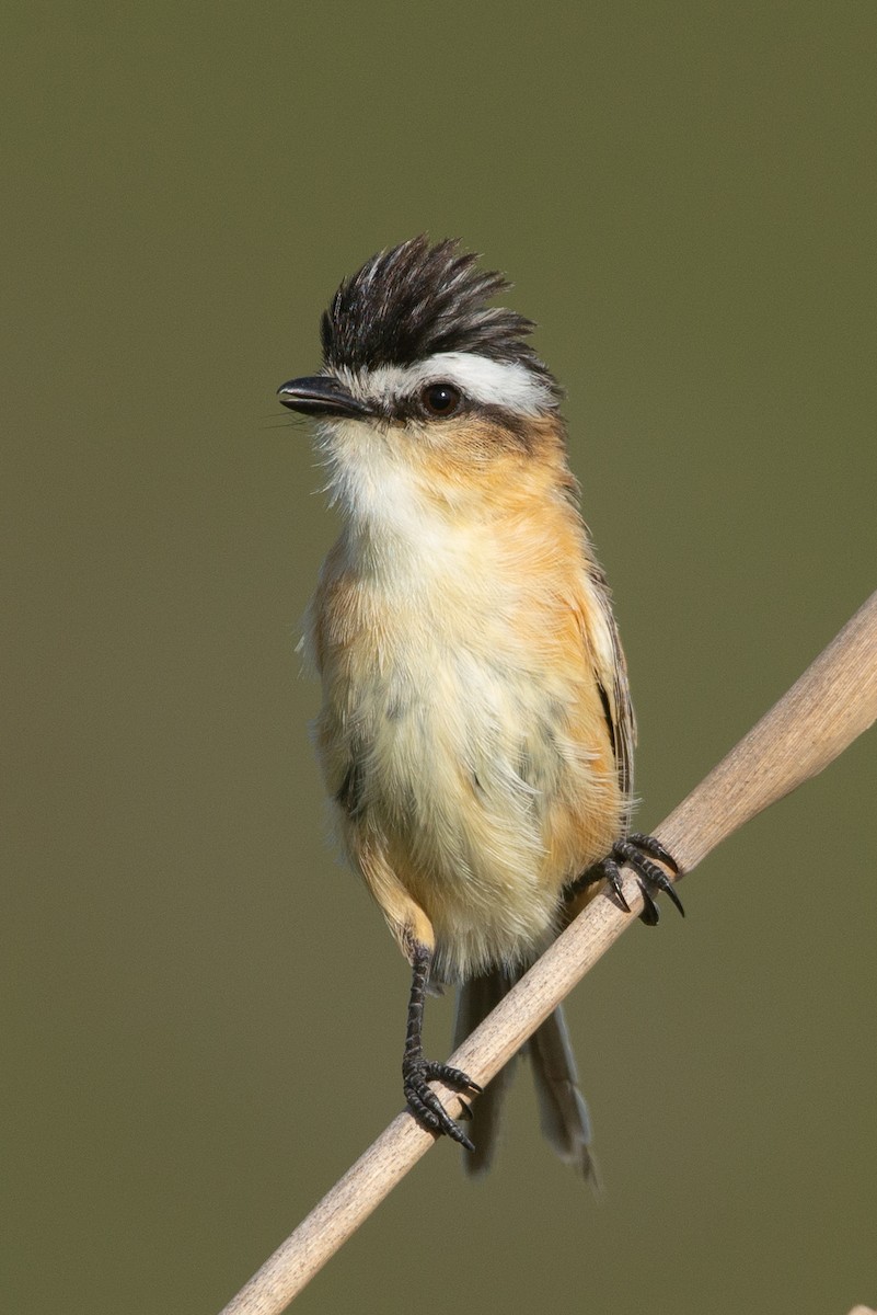 Sharp-tailed Tyrant - ML626861796