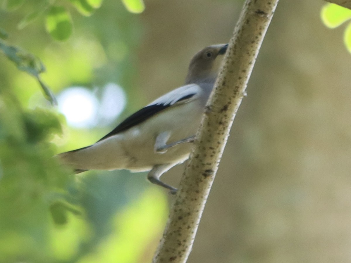 White-shouldered Starling - ML626861900