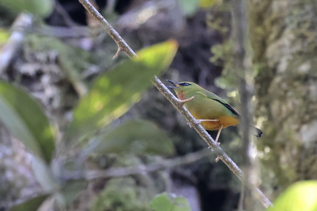 Fire-tailed Myzornis - ML626862101