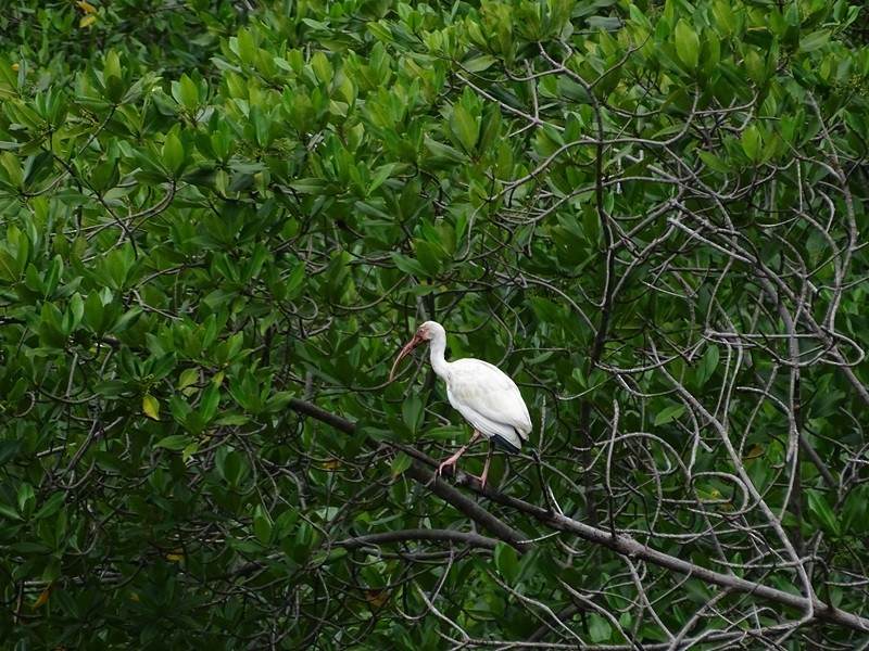 White Ibis - ML626862321