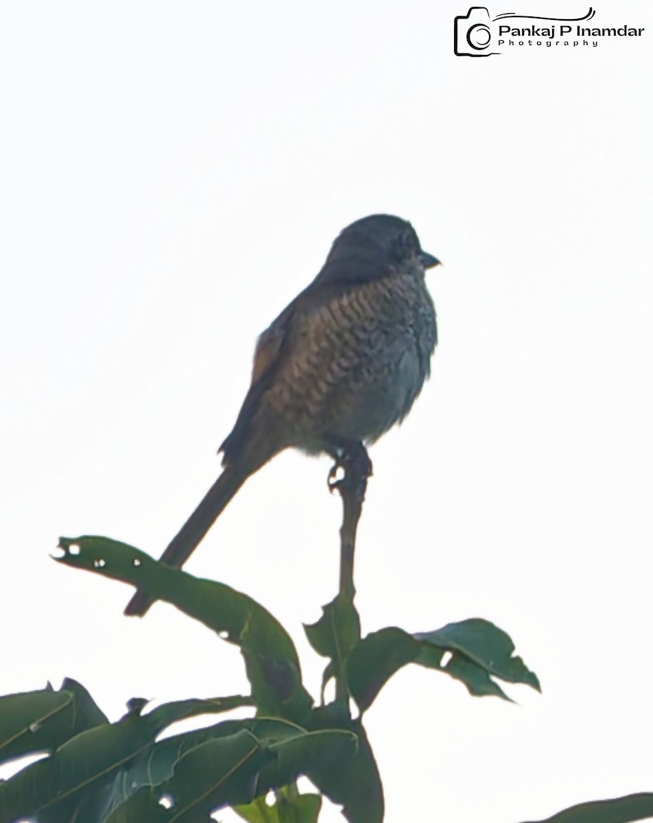 Brown Shrike - ML626862536