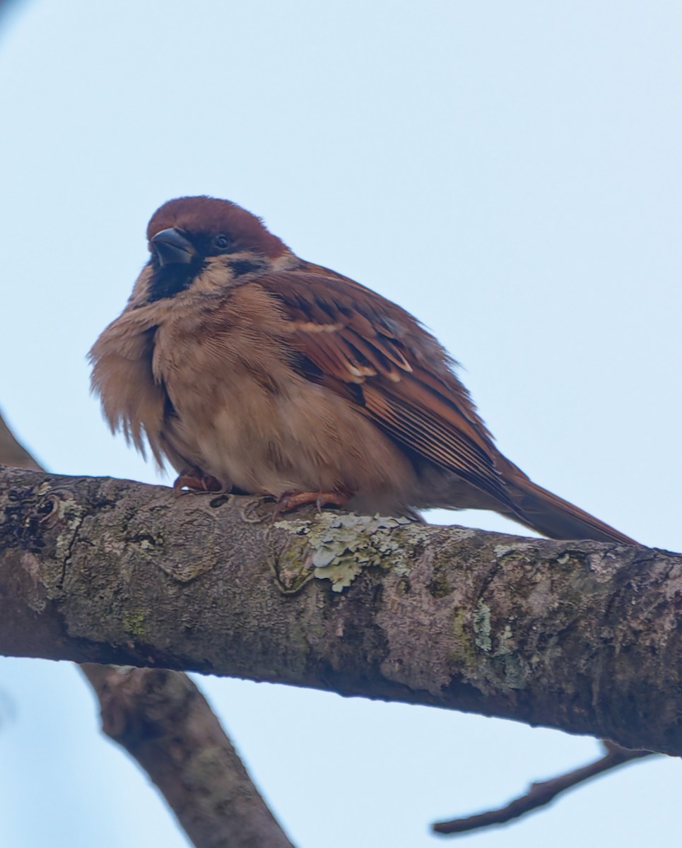 Eurasian Tree Sparrow - ML626862537