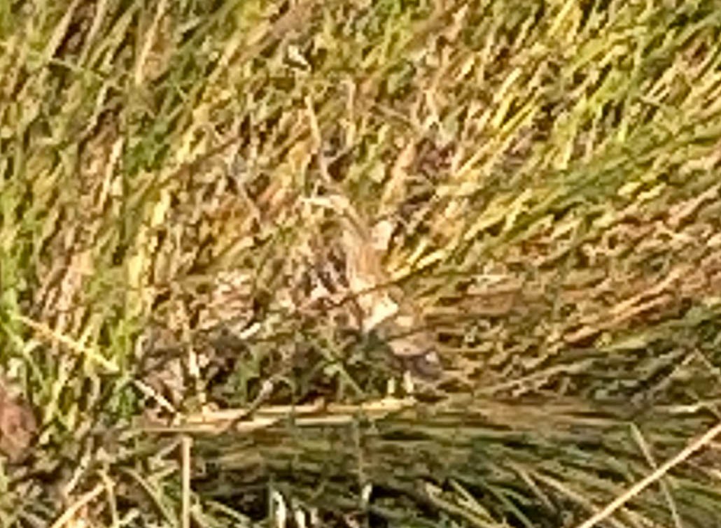 American Bittern - ML626862563