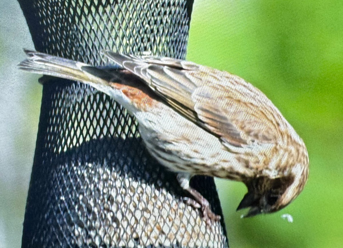 Purple Finch - ML626862575