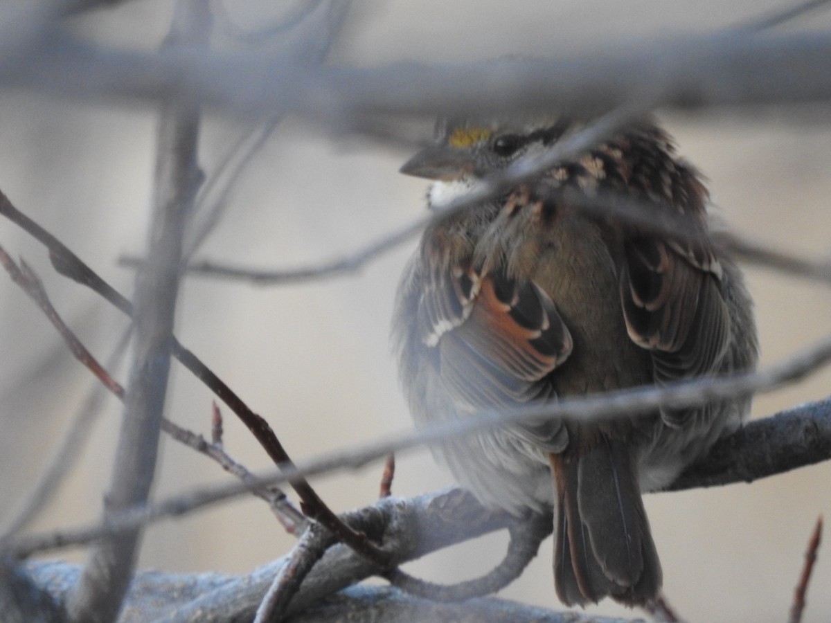 White-throated Sparrow - ML626863162