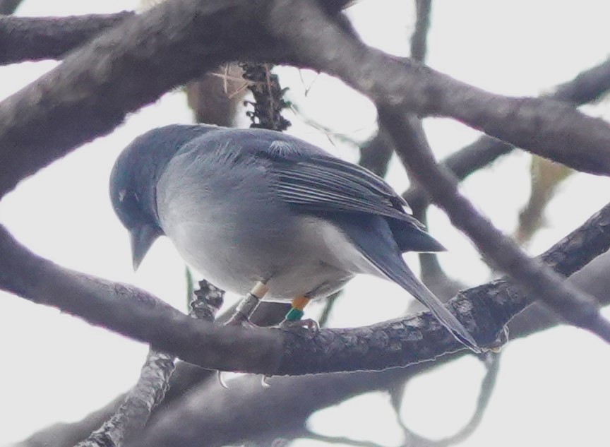 Gran Canaria Blue Chaffinch - ML626863163