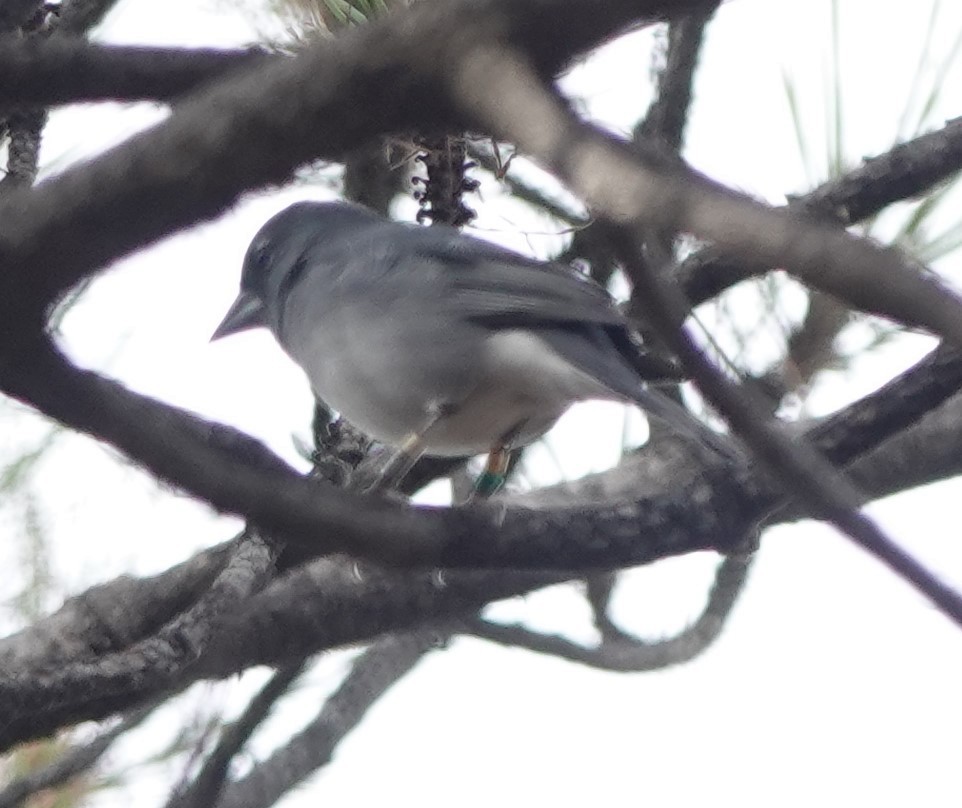 Gran Canaria Blue Chaffinch - ML626863164