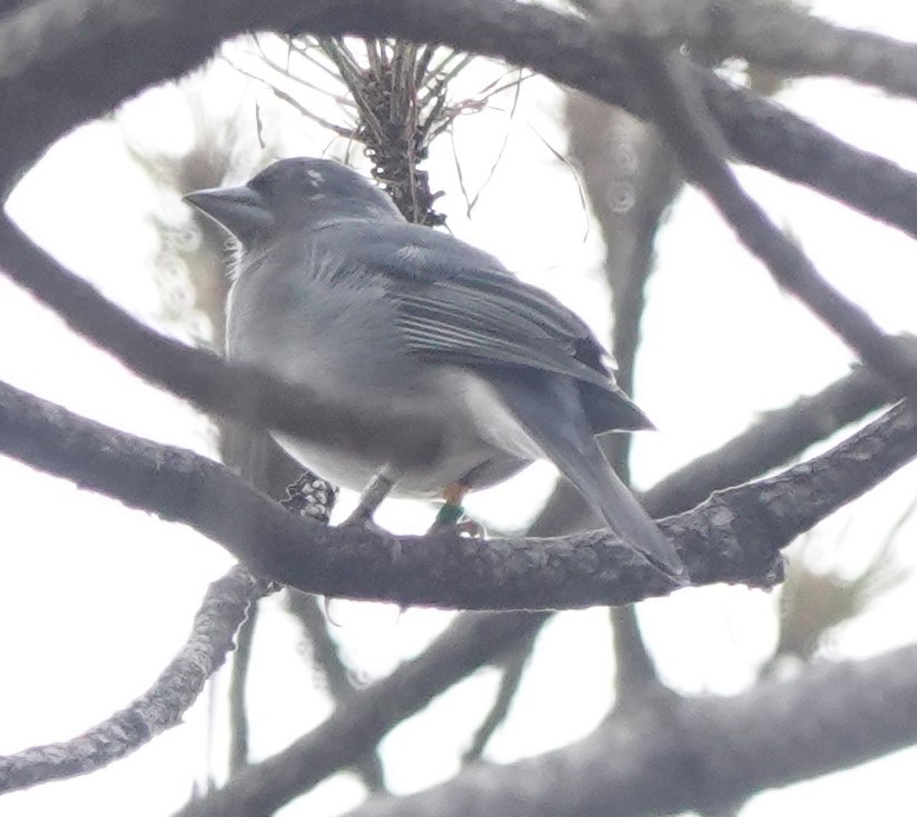 Gran Canaria Blue Chaffinch - ML626863165