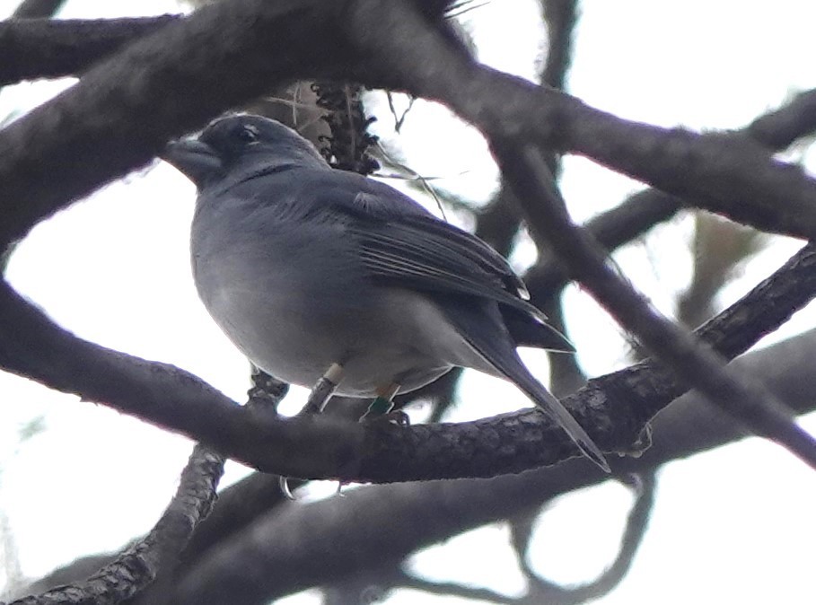 Gran Canaria Blue Chaffinch - ML626863166