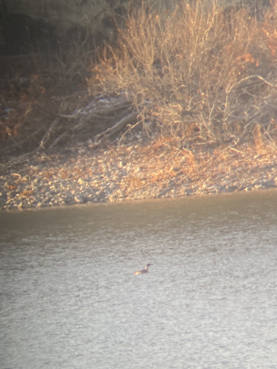 Common Loon - ML626863200
