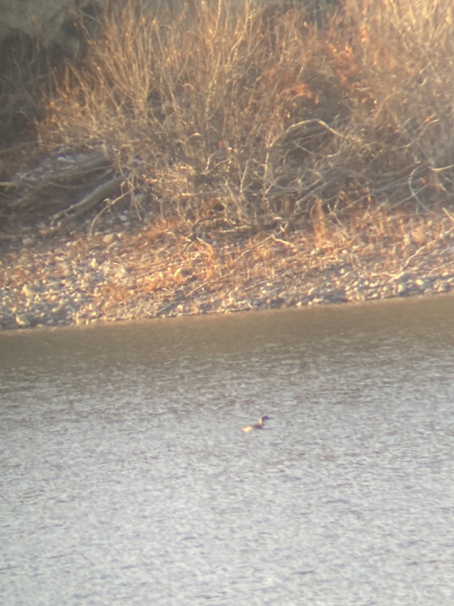 Common Loon - ML626863201