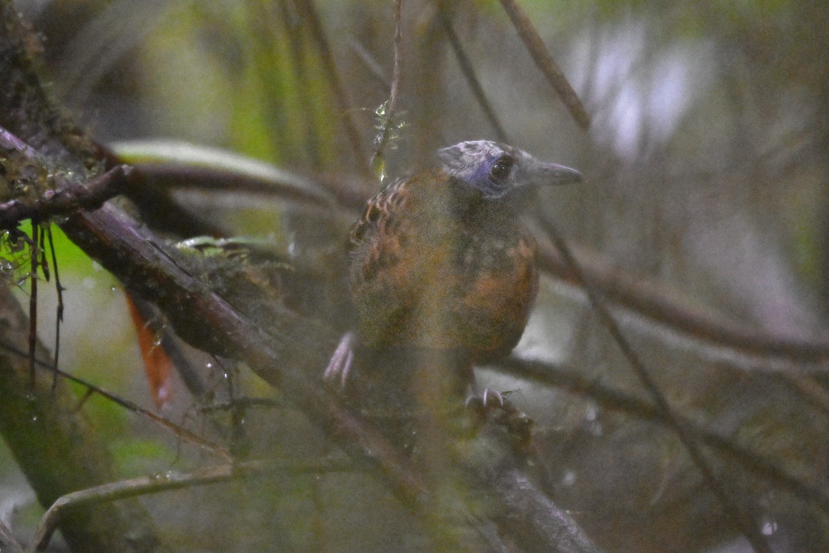 Ocellated Antbird - ML626863231