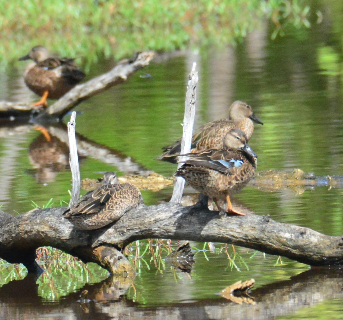 Blue-winged Teal - ML626863244