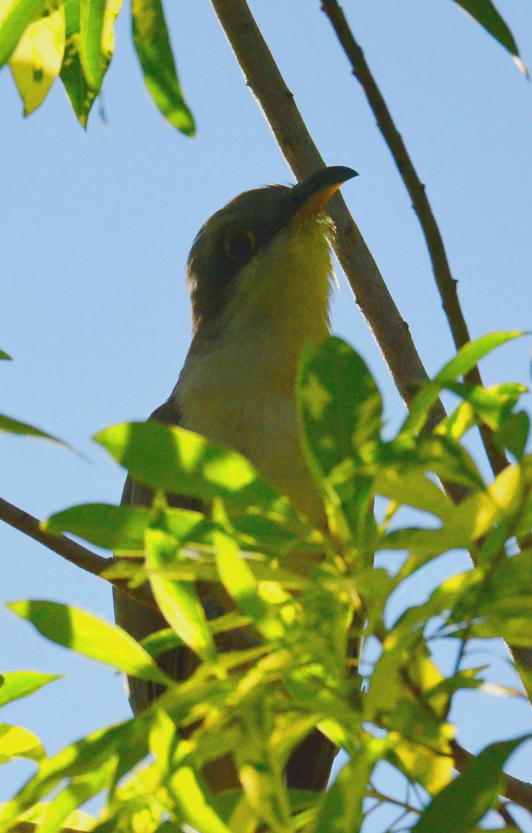 Mangrove Cuckoo - ML626863354