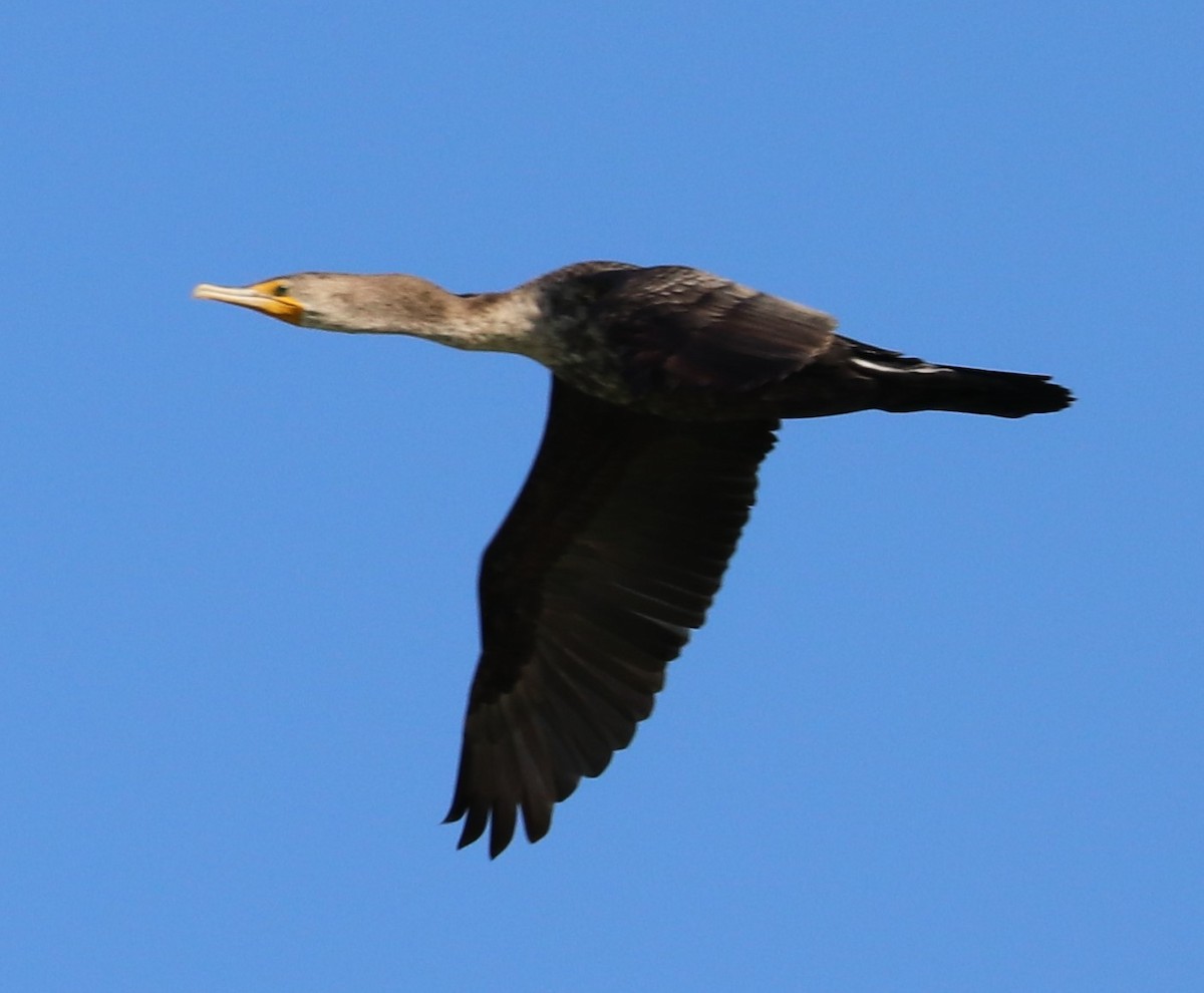 Double-crested Cormorant - ML626863391