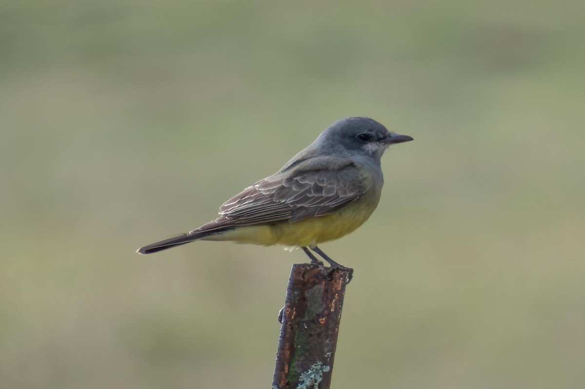 Cassin's Kingbird - ML626863415