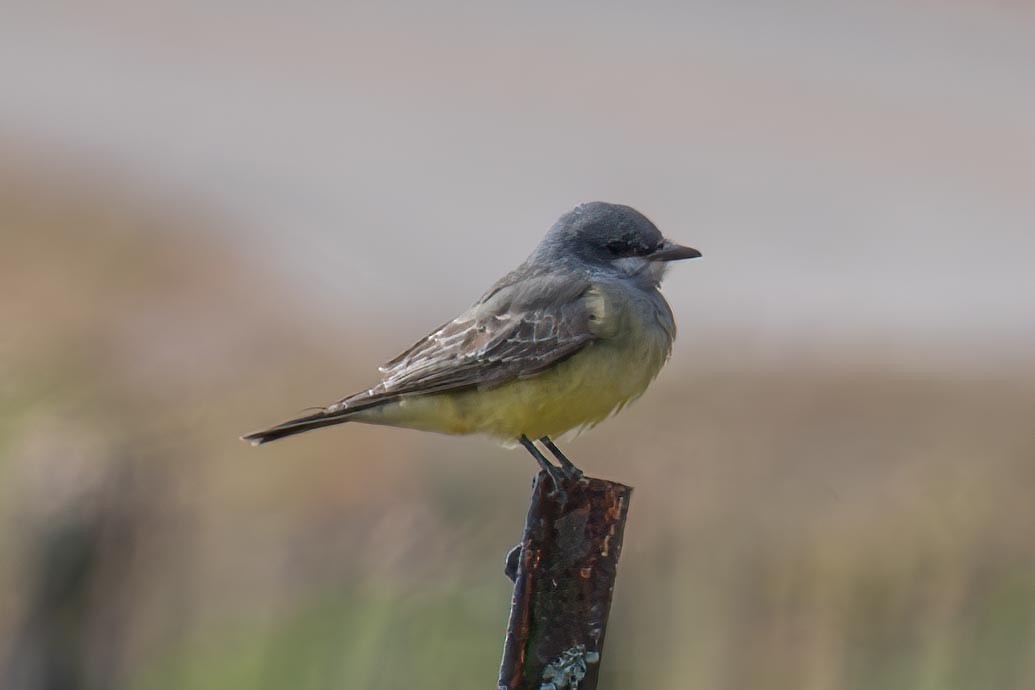 Cassin's Kingbird - ML626863416