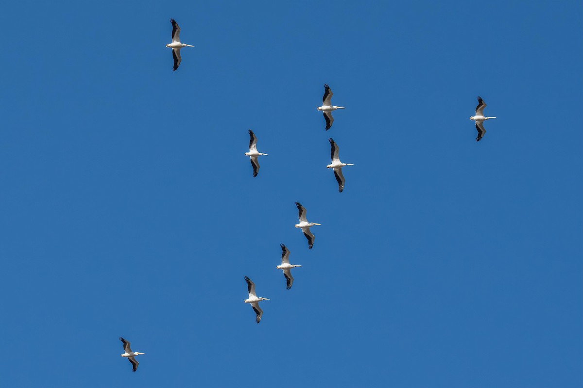 American White Pelican - ML626863431