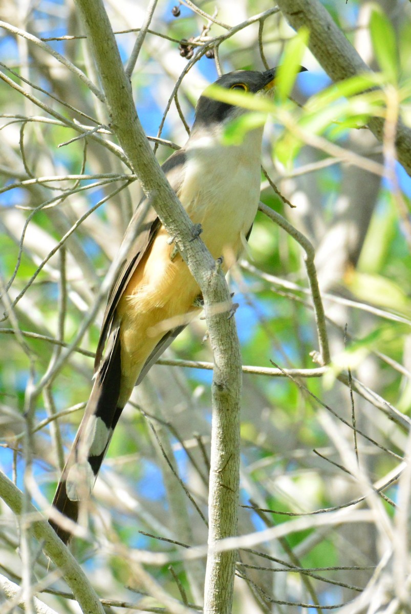 Mangrove Cuckoo - ML626863451