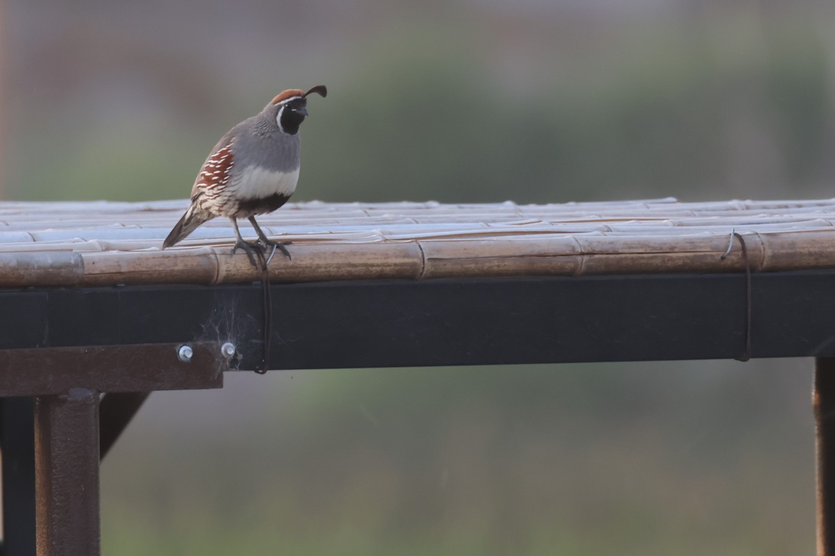 Gambel's Quail - ML626863480