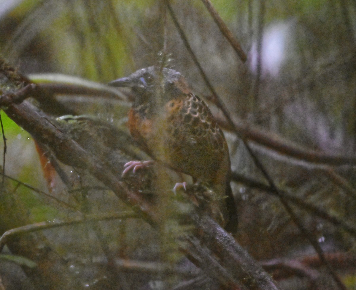 Ocellated Antbird - ML626863487