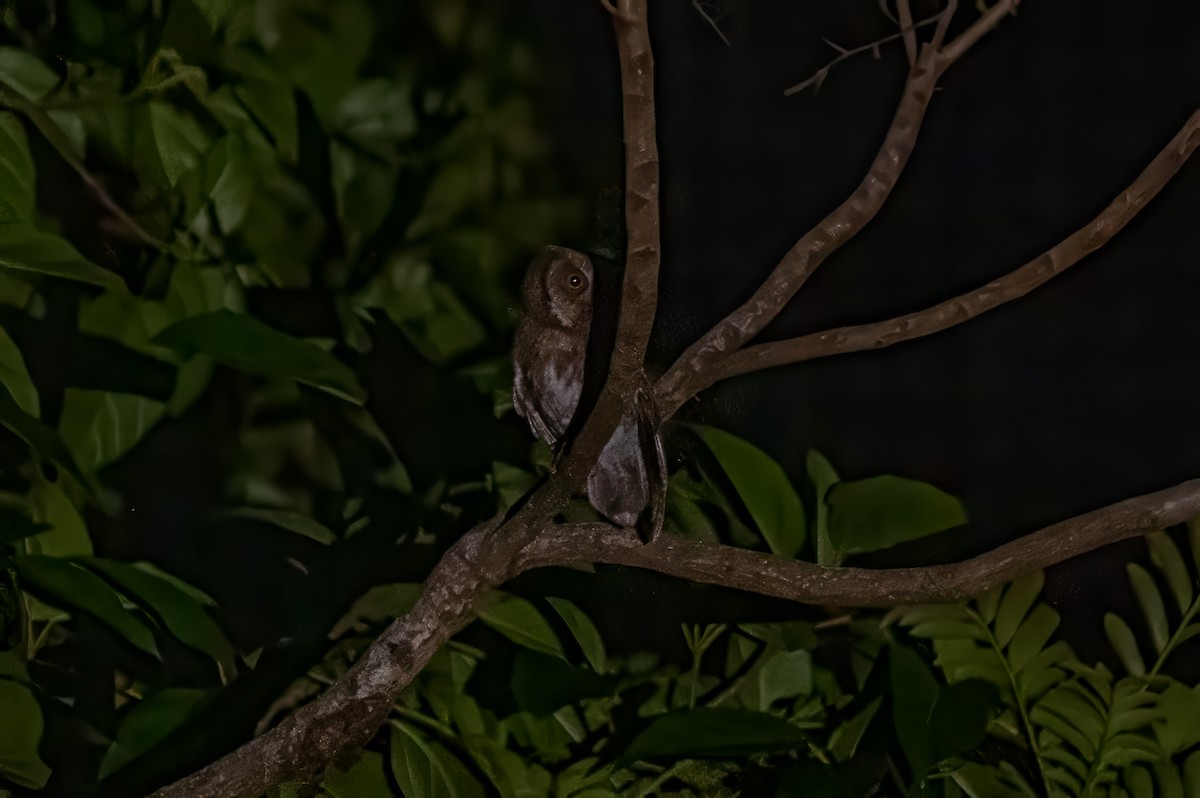 Moluccan Scops-Owl - ML626863622