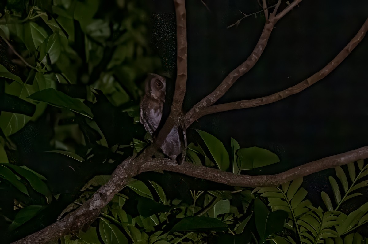 Moluccan Scops-Owl - ML626863623