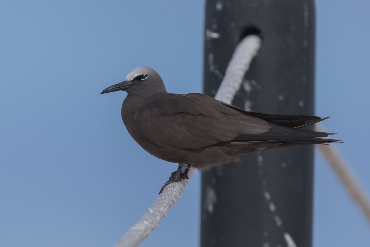 Brown Noddy - ML626863654