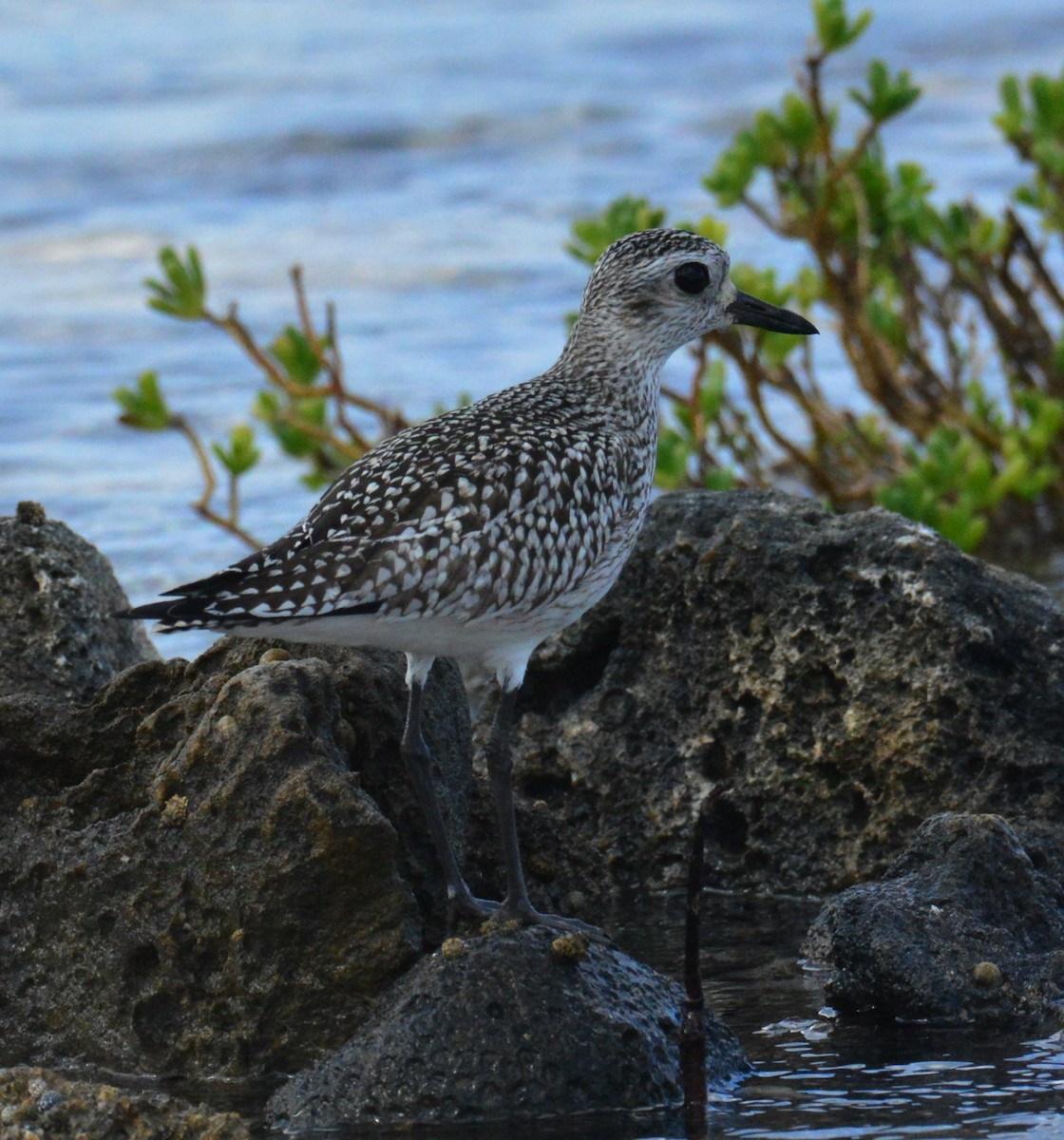 Black-bellied Plover - ML626863731