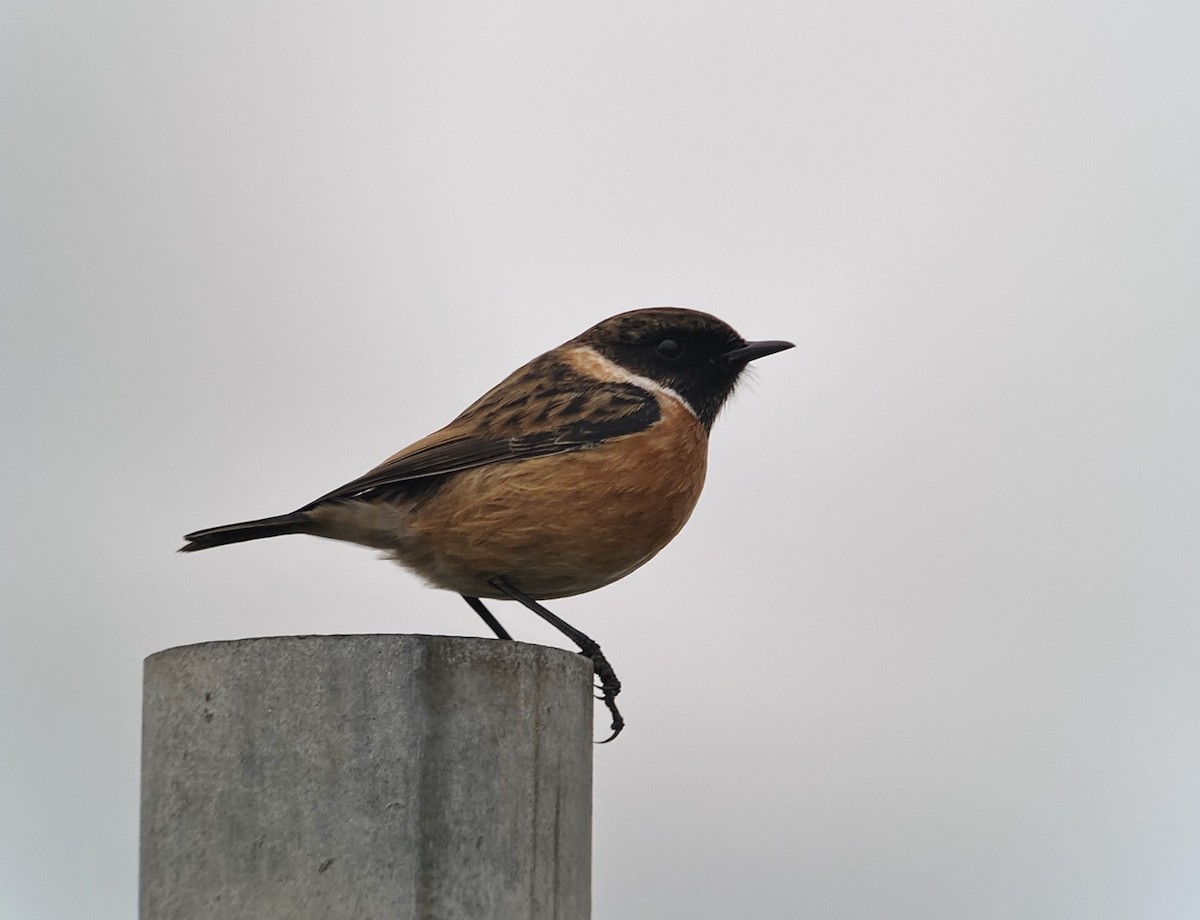European Stonechat - ML626863779