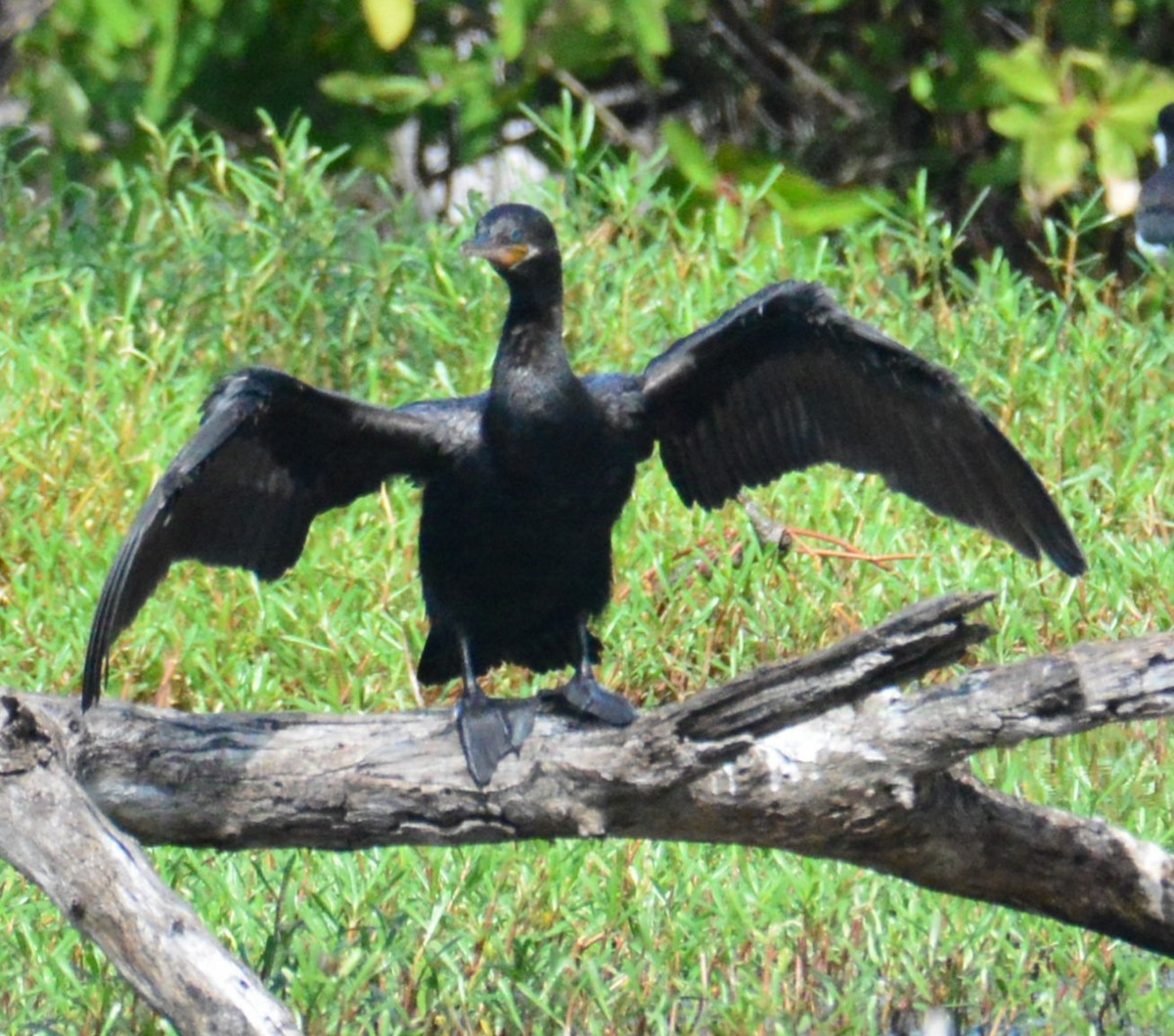 Double-crested Cormorant - ML626863783