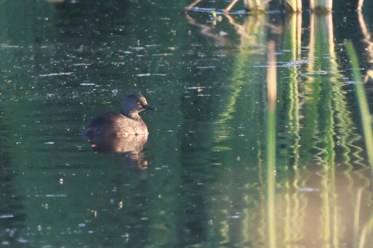Least Grebe - ML626863807