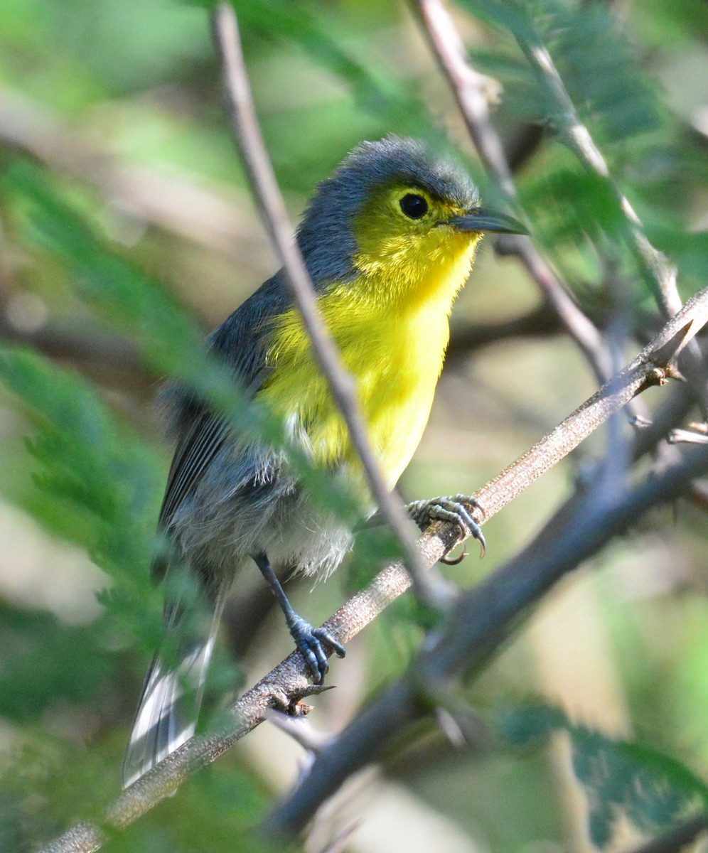 Oriente Warbler - ML626863831