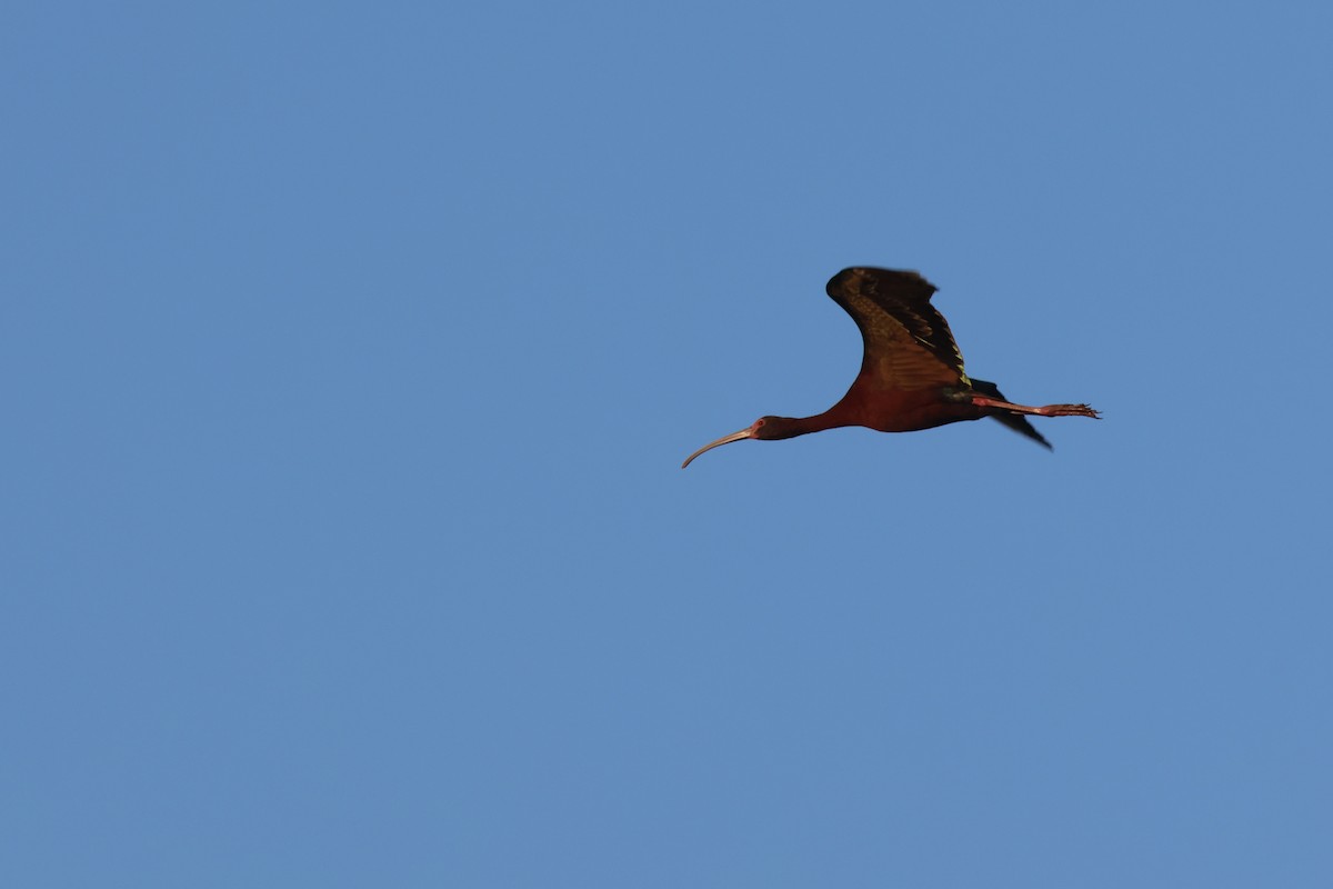 White-faced Ibis - ML626863842